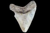 Juvenile Megalodon Tooth - Georgia #111642-1